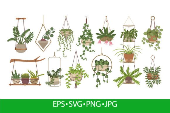 Hanging Plants, Indoor Potted Houseplant
